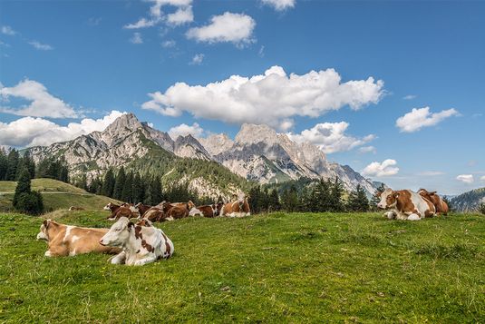 Kühe auf der Litzlalm, (c)Achim Meurer