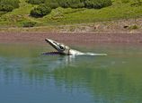 Triassic Park, Dino im Wasser © Bergbahnen Steinplatte