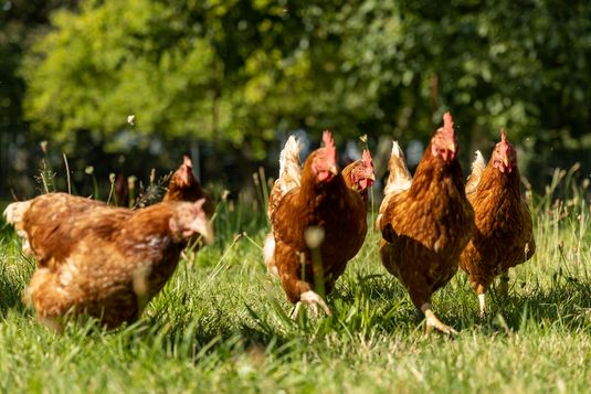 Eier von glücklichen Hühnern im Naturhotel Schütterbad