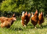 Eier von glücklichen Hühnern im Naturhotel Schütterbad